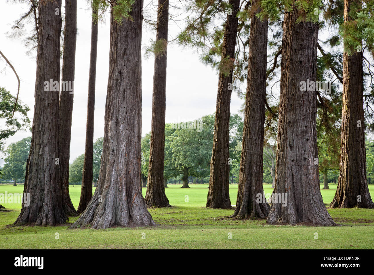 Les arbres Séquoia géant dans le parc de pays à Tredegar House, Newport, Pays de Galles. Banque D'Images
