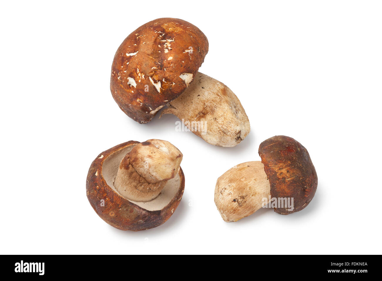 Cèpes frais entier sur fond blanc Banque D'Images