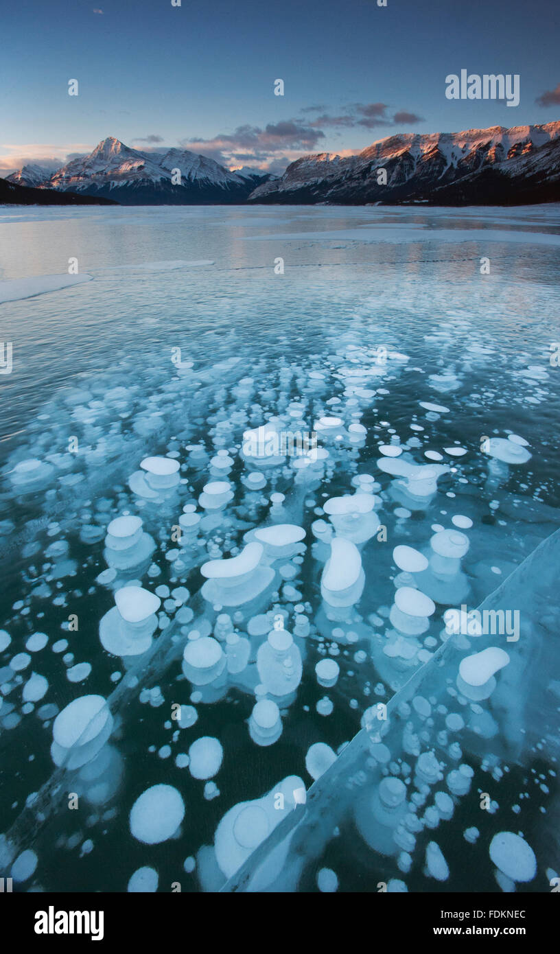 Bulles de gaz gelés piégé sous la glace du lac Abraham, hiver, Rocheuses canadiennes, l'Alberta, Canada Banque D'Images
