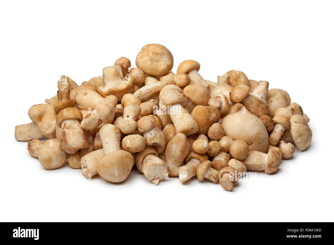 St.George's frais champignons sur fond blanc Banque D'Images