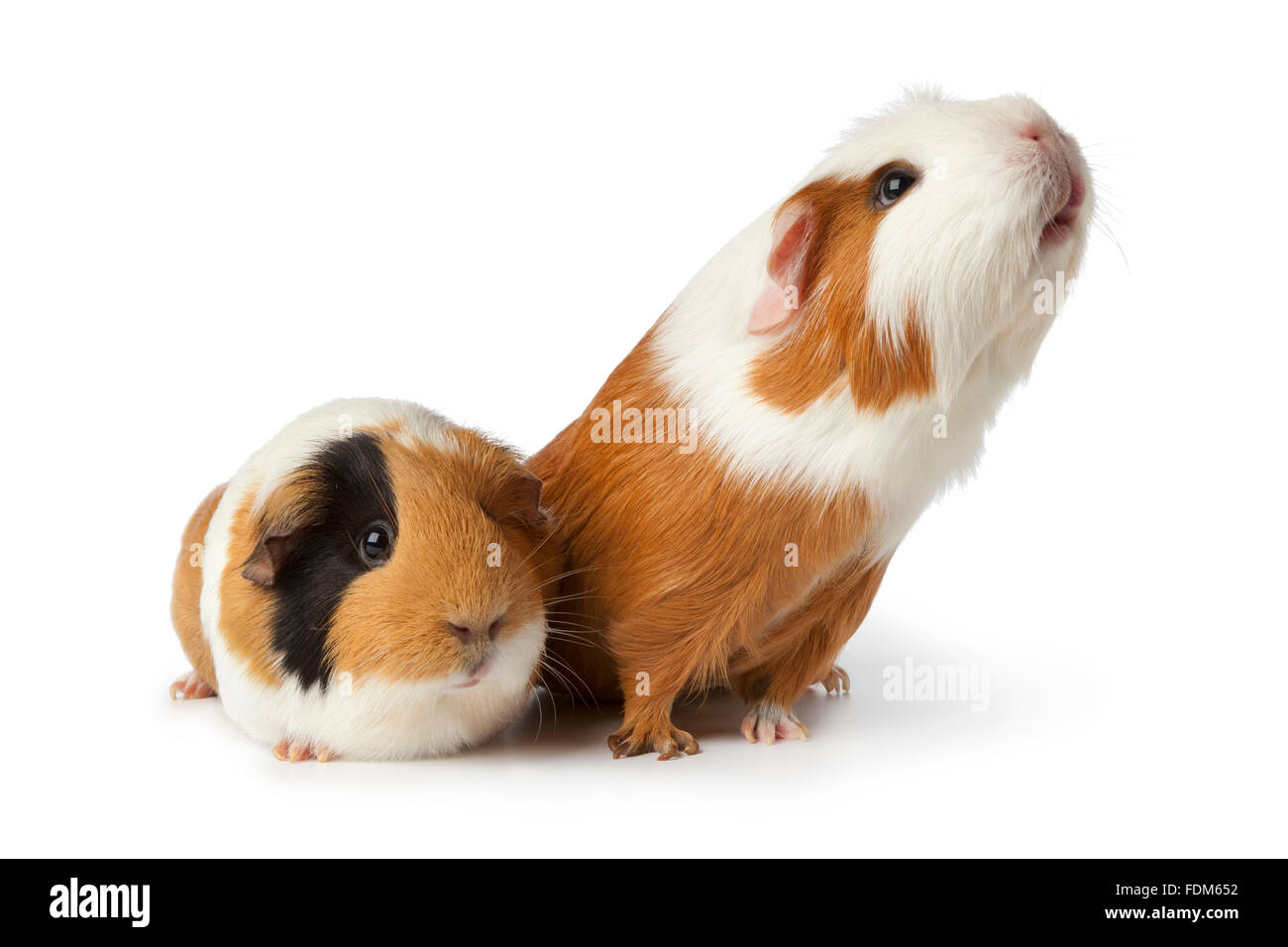 Mignon deux cobayes sur fond blanc Banque D'Images