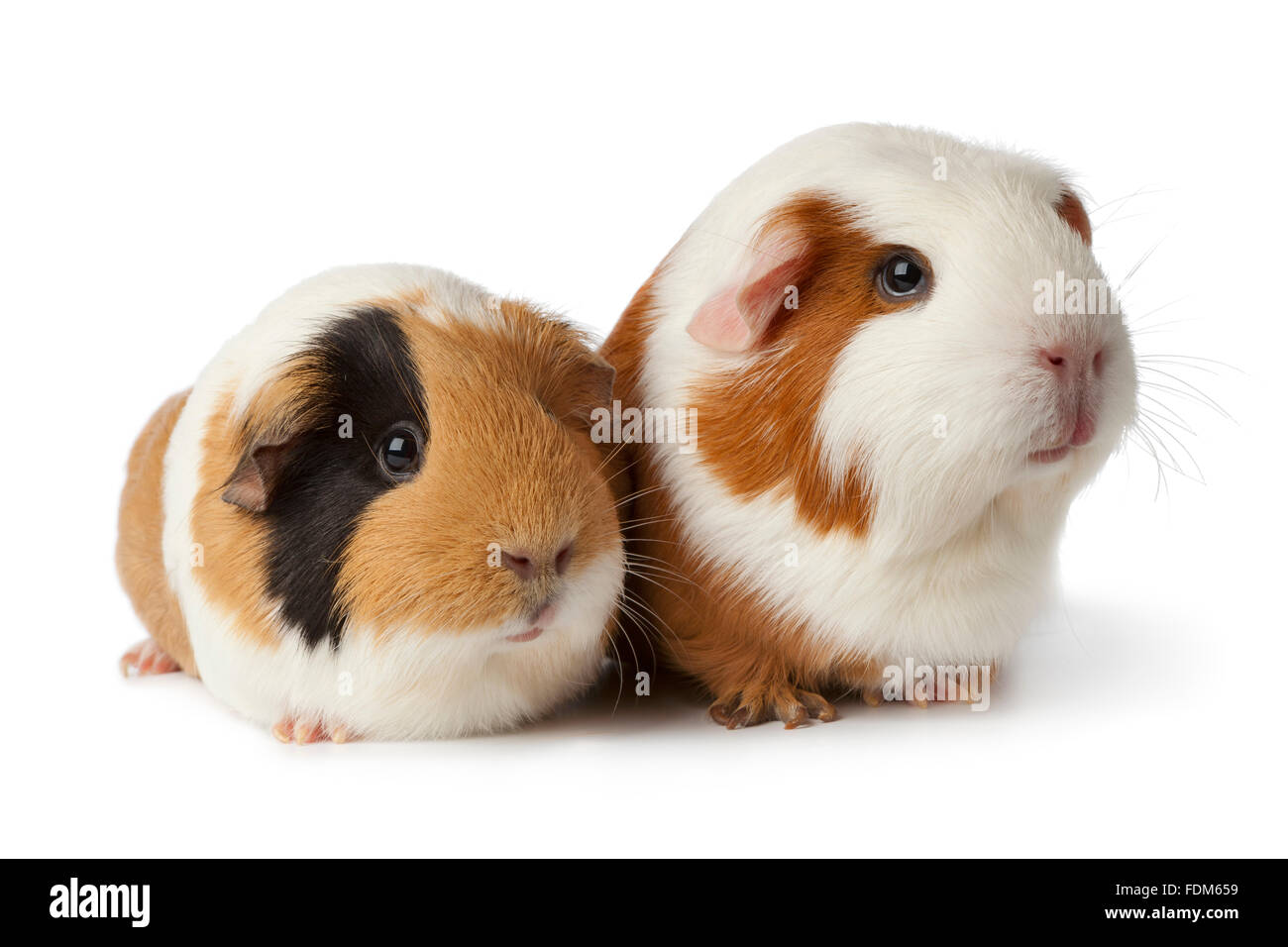 Paire d'adorables cobayes sur fond blanc Banque D'Images