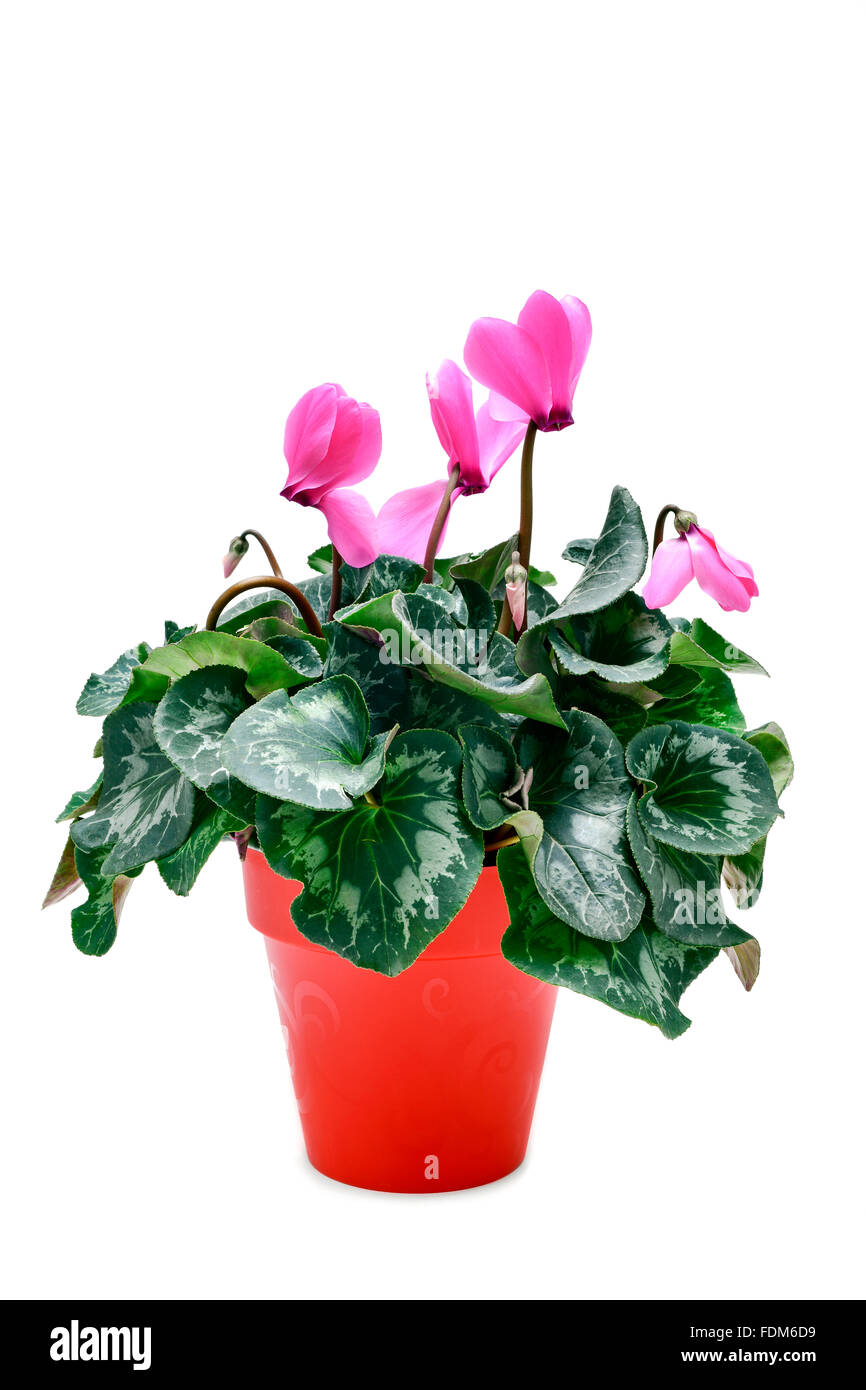 Un Cyclamen hederifolium, populairement connu comme sowbread, avec des fleurs roses dans un pot rouge sur fond blanc Banque D'Images