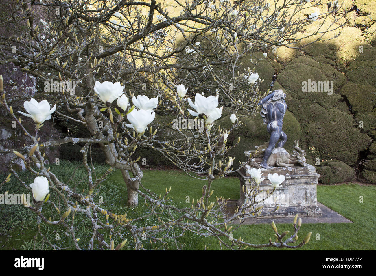 La statue d'hercule de plomb faites par Andries Carpentiere dans l'atelier de John van Nost, dans le jardin, au mois de mars, au château de Powis, Powys, Pays de Galles. Banque D'Images