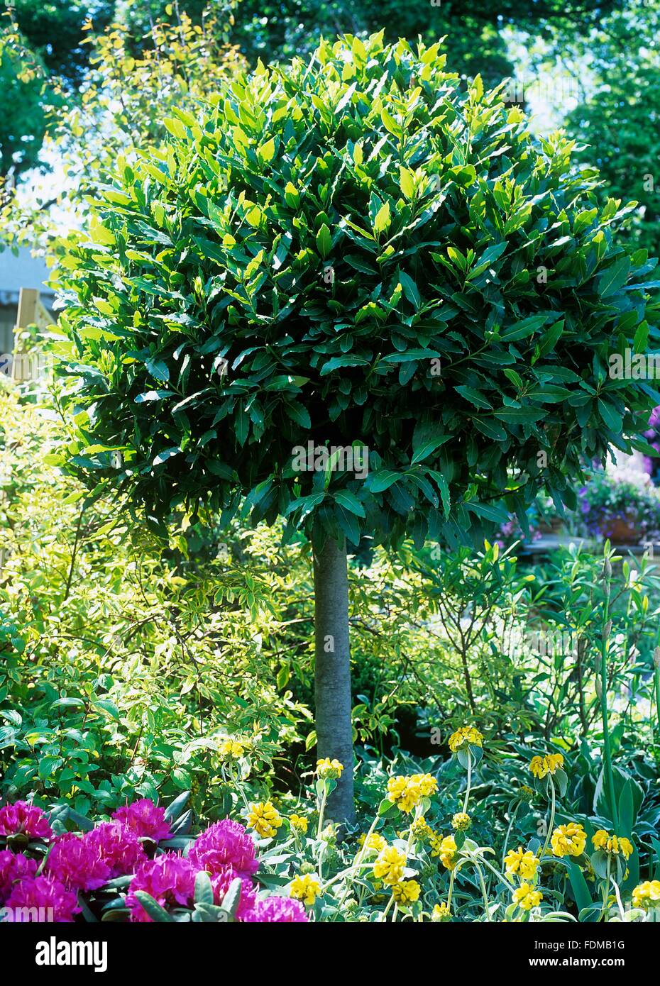 Laurus nobilis (Laurier) in garden Banque D'Images