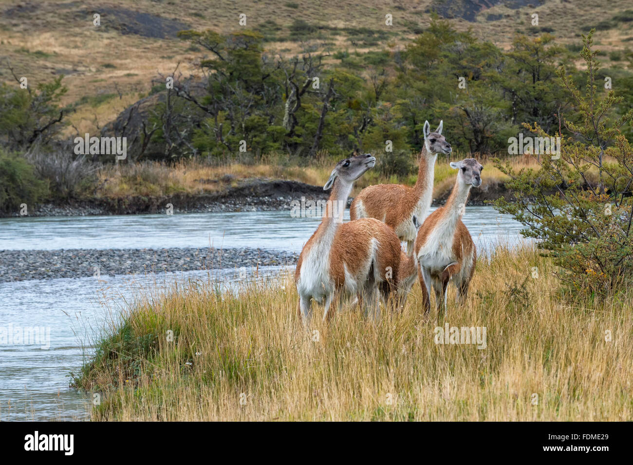 Guanacos (Lama guanicoe), Parc National Torres del Paine, Patagonie chilienne, Chili Banque D'Images