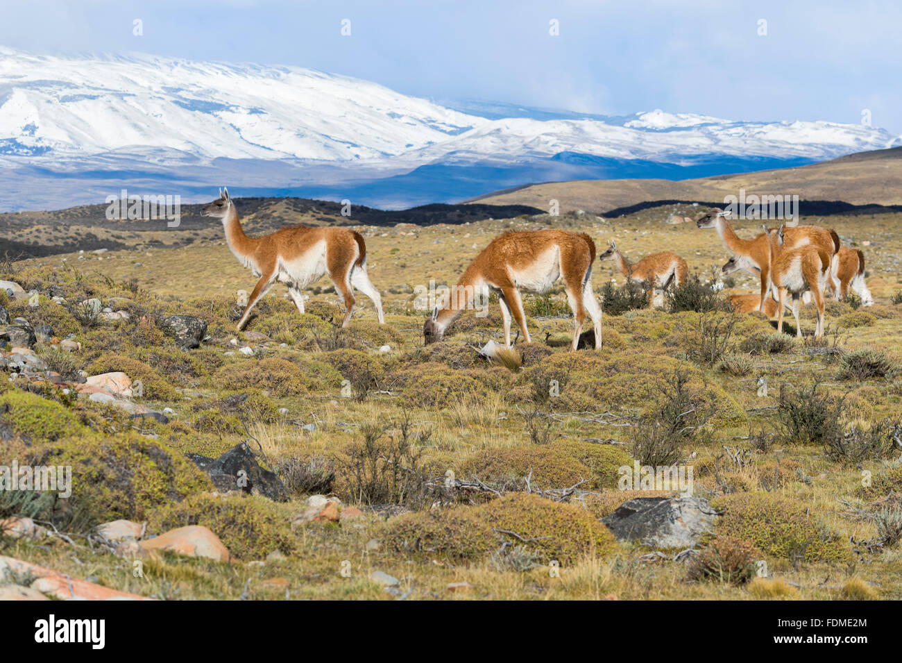 Groupe de guanacos (Lama guanicoe) dans la steppe, Parc National Torres del Paine, Patagonie chilienne, Chili Banque D'Images