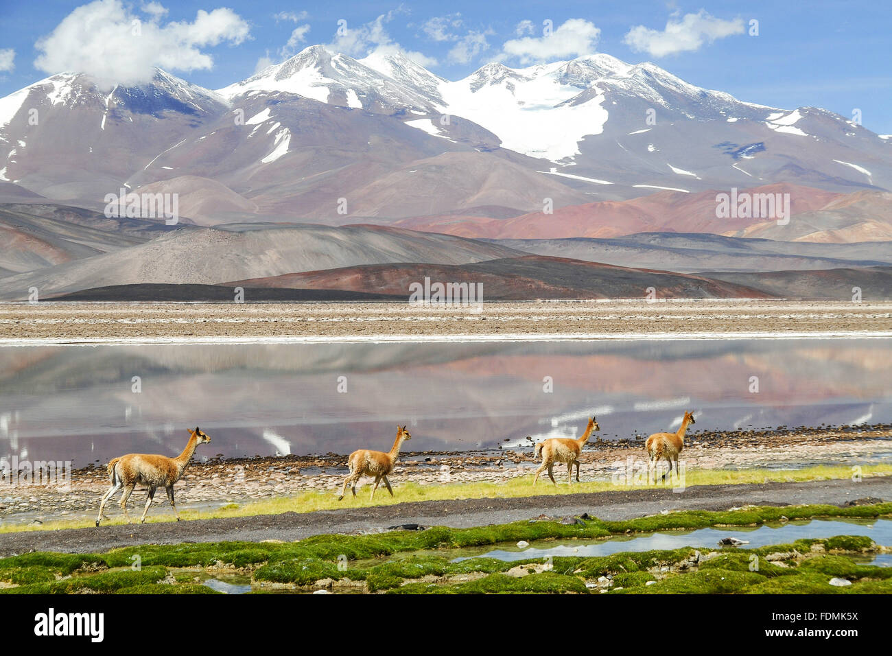 Cordinheira paysage avec des lamas et Volcan Pissis andine Les Faux Banque D'Images