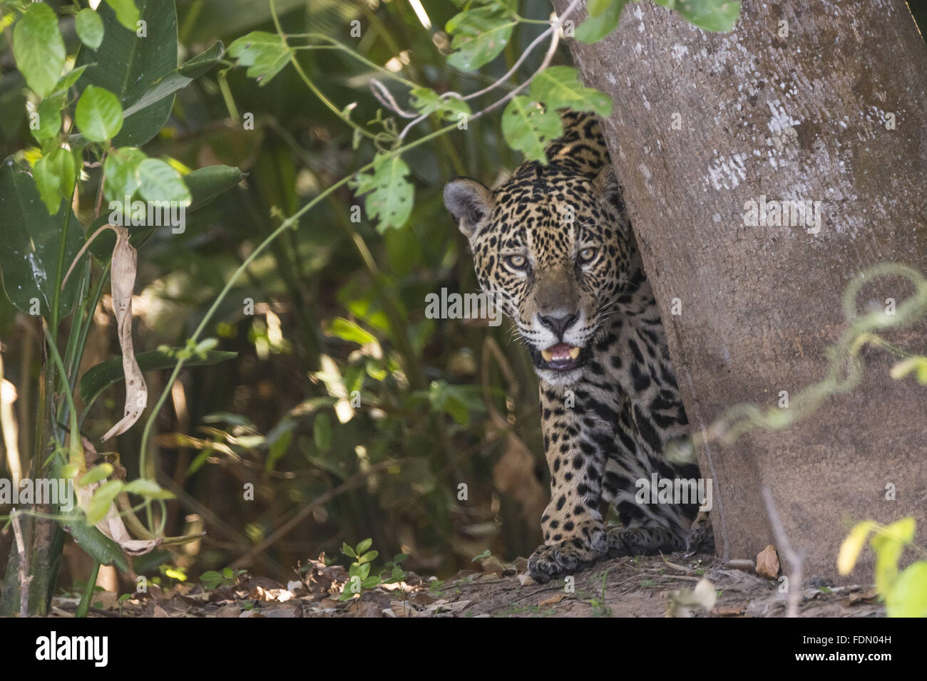 De Onça pintada na margem do Rio Paraguai - Estação Ecológica Taiamã - Alto Pantanal Banque D'Images