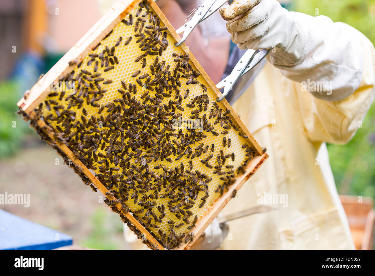 Ou européenne'abeille à miel (Apis mellifera), la tenue d'apiculteur, abeilles sur honeycomb, Allemagne Banque D'Images