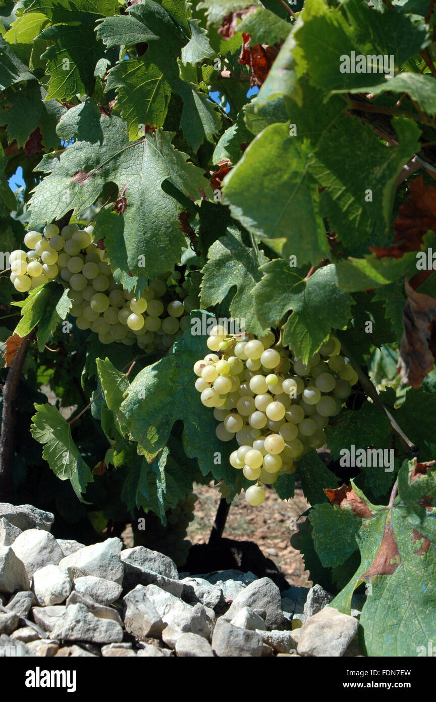 Grapevine - Fleurs et Plantes - Biokovo Nature Park - Dalmatie, Croatie Banque D'Images