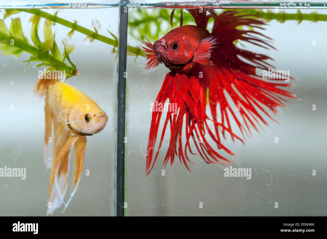 Deux poissons dans l'aquarium betta Banque D'Images