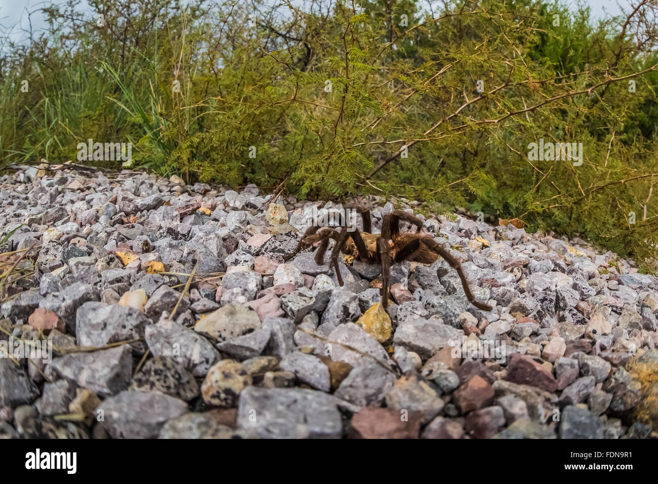 Homme tarantula, Aphonopelma sp. au désert de Chihuahuan désert dans les montagnes d'organes-Peaks National Monument, New Mexico, USA Banque D'Images