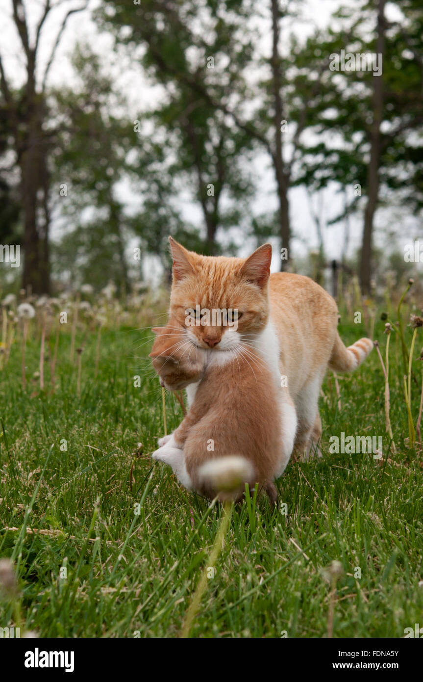 Momma chat porteur de jeune chaton par la nuque Banque D'Images