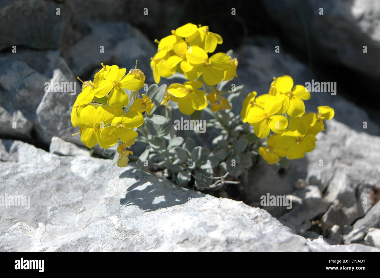 Farsetia triquetra - (Fibigia triquetra / Alyssum) - Fleurs et Plantes - Biokovo Nature Park - Dalmatie, Croatie Banque D'Images