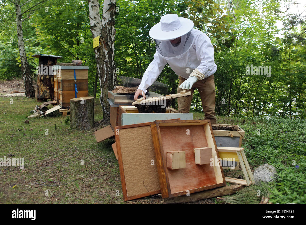 Berlin, Allemagne, les apiculteurs lodges d'un essaim d'abeilles dans une ruche, un Banque D'Images