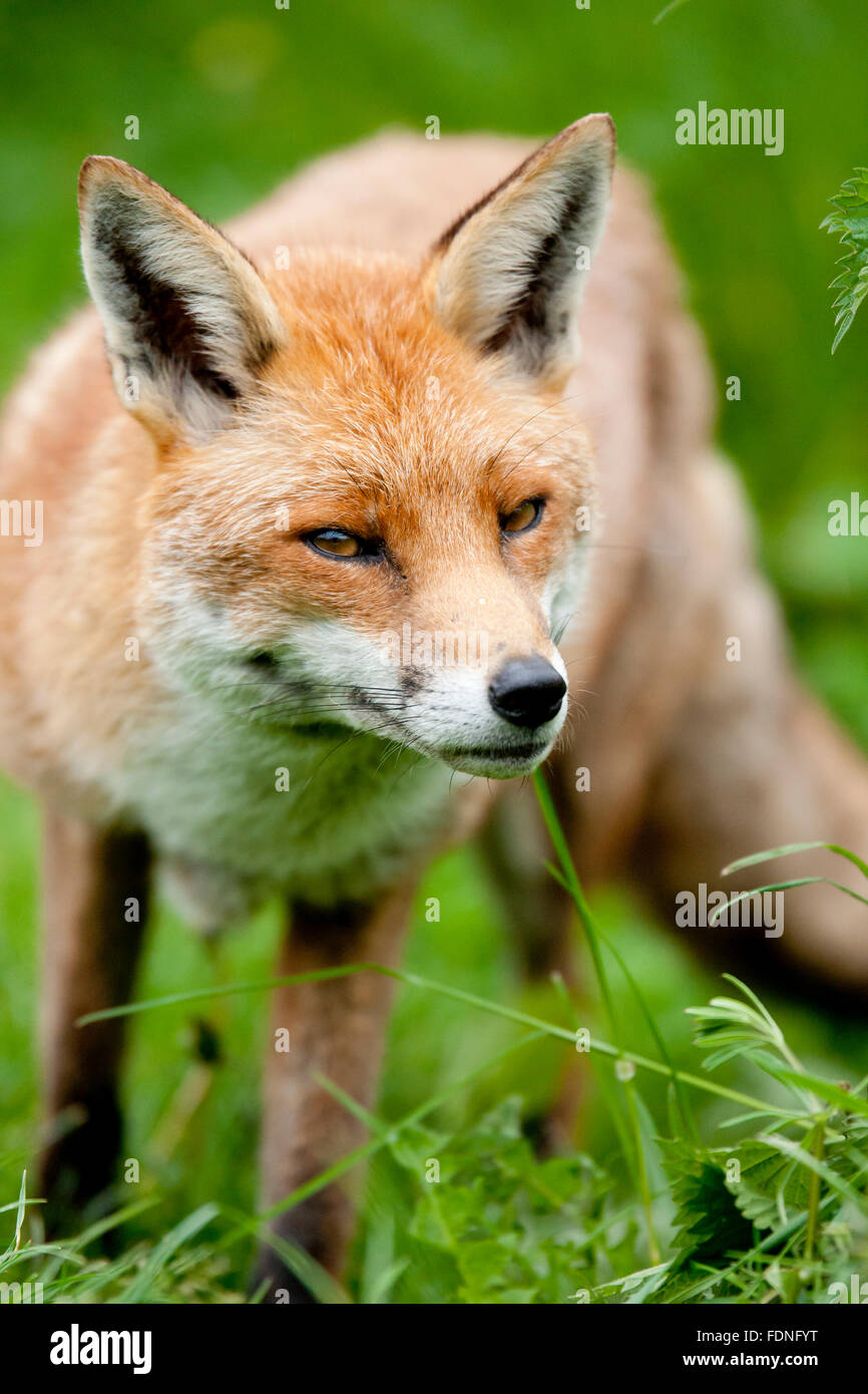 Fox : aimé et haï au Royaume-Uni dans la mesure égale Banque D'Images