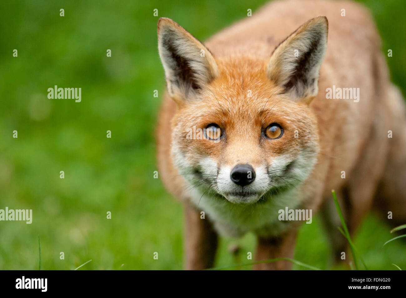 Fox : aimé et haï au Royaume-Uni dans la mesure égale Banque D'Images