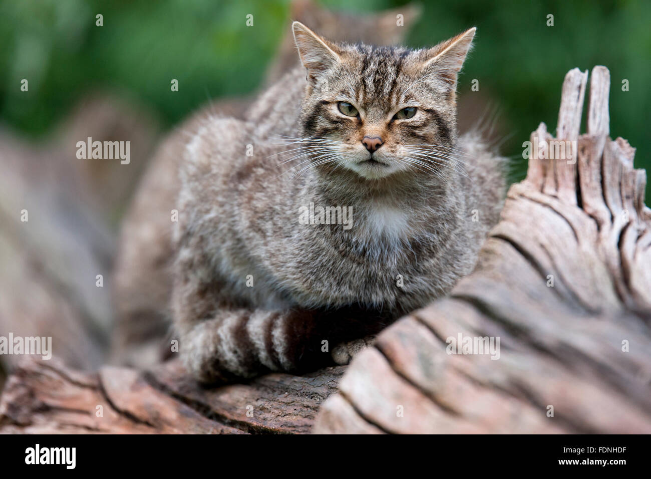 Scottish Wildcat wildcat la seule espèce indigène en Grande-Bretagne et, selon certains, plus en danger que le tigre de Sibérie Banque D'Images