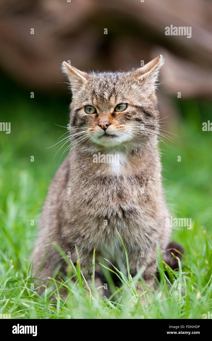 Scottish Wildcat wildcat la seule espèce indigène en Grande-Bretagne et, selon certains, plus en danger que le tigre de Sibérie Banque D'Images
