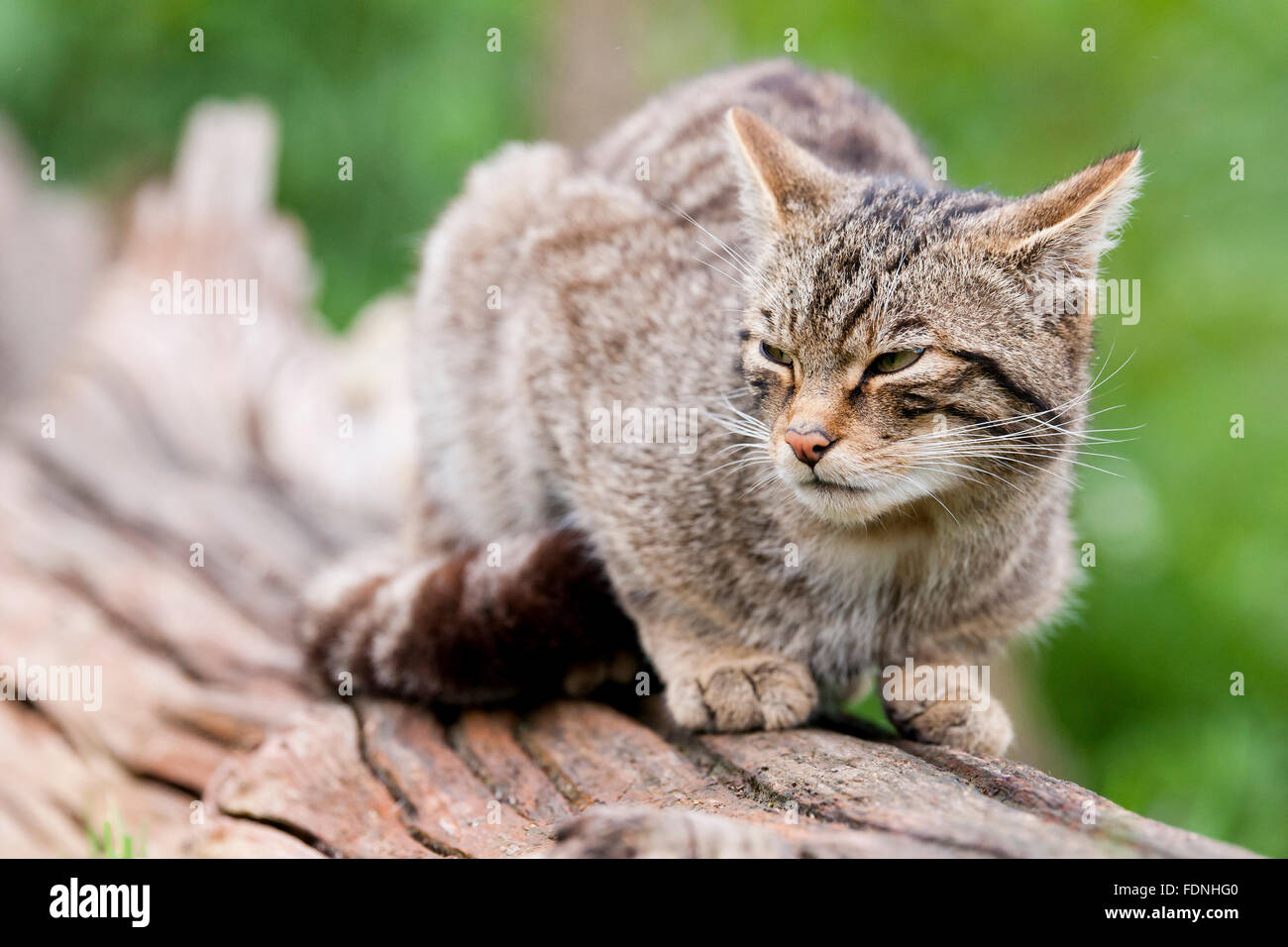 Scottish Wildcat wildcat la seule espèce indigène en Grande-Bretagne et, selon certains, plus en danger que le tigre de Sibérie Banque D'Images