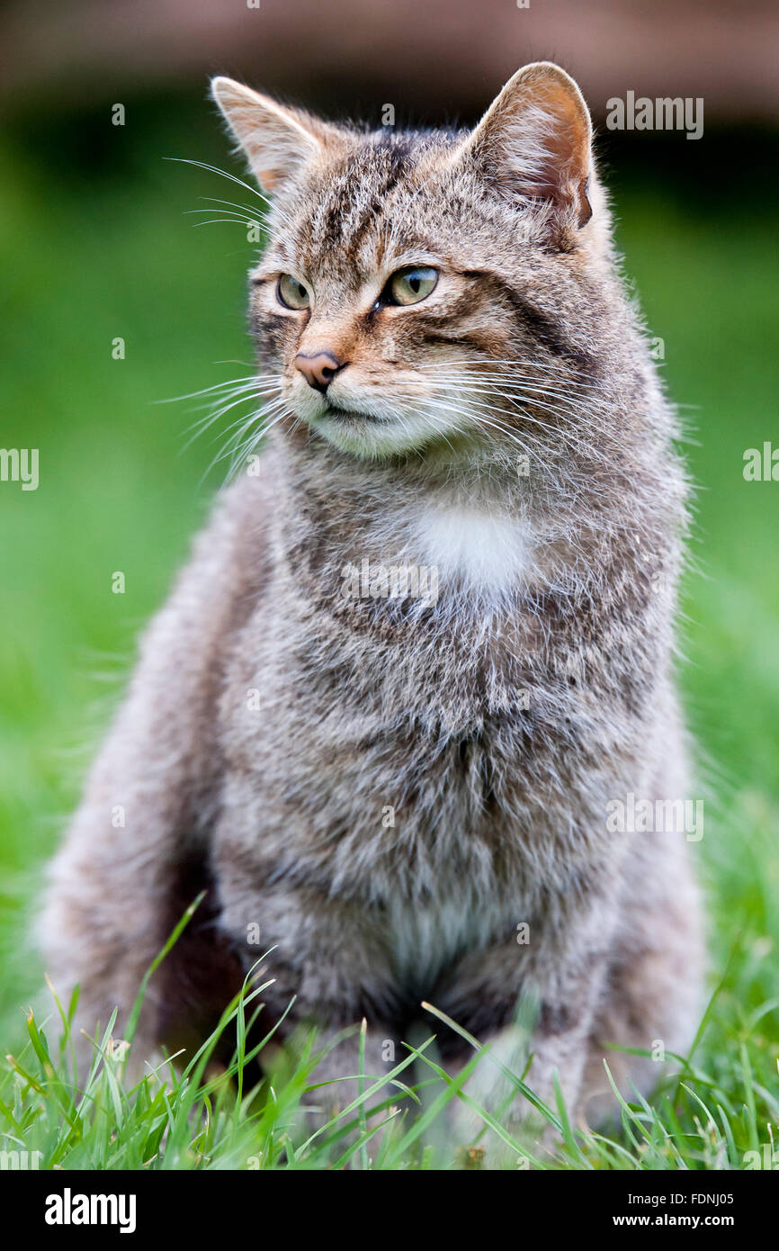 Scottish Wildcat wildcat la seule espèce indigène en Grande-Bretagne et, selon certains, plus en danger que le tigre de Sibérie Banque D'Images