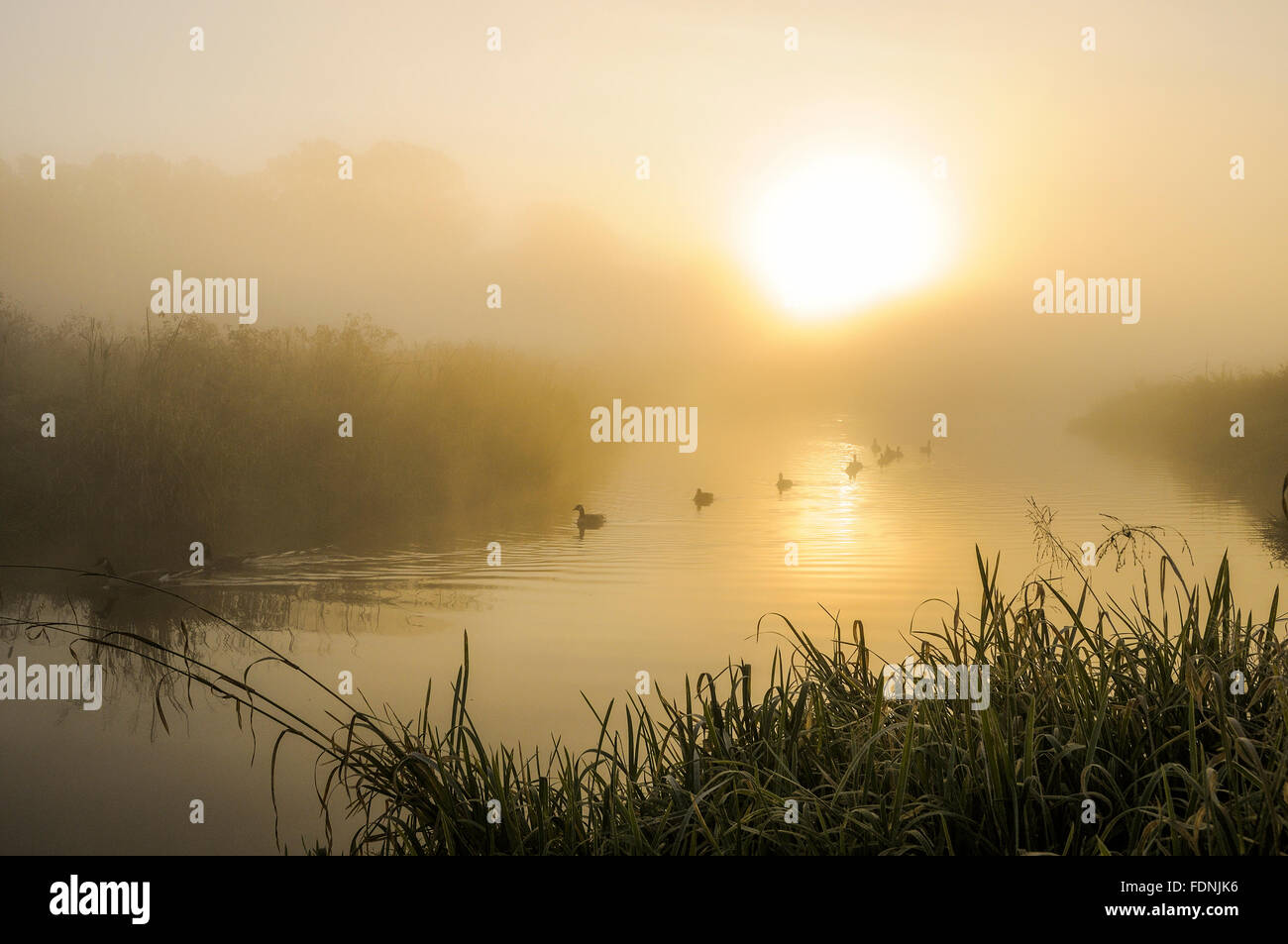 Les Bernaches du Canada, toujours Creek, Burnaby Lake Regional Park, Burnaby, Colombie-Britannique, Canada Banque D'Images