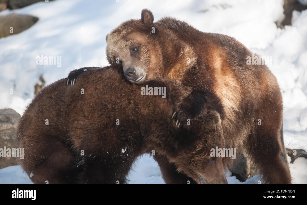 L'ours grizzli s'affrontent au zoo du Bronx à New York le mercredi, Janvier 27, 2016. Rapport des analystes que la tendance actuelle dans la vente, un marché baissier, est susceptible de durer que quelques mois de plus. Ils rapportent qu'il y a eu 23 ces marchés depuis 1928. (© Richard B. Levine) Banque D'Images