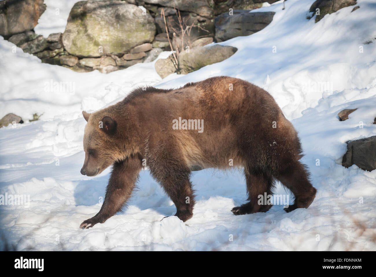 Un grizzly au zoo du Bronx à New York le mercredi, Janvier 27, 2016. Rapport des analystes que la tendance actuelle dans la vente, un marché baissier, est susceptible de durer que quelques mois de plus. Ils rapportent qu'il y a eu 23 ces marchés depuis 1928. (© Richard B. Levine) Banque D'Images