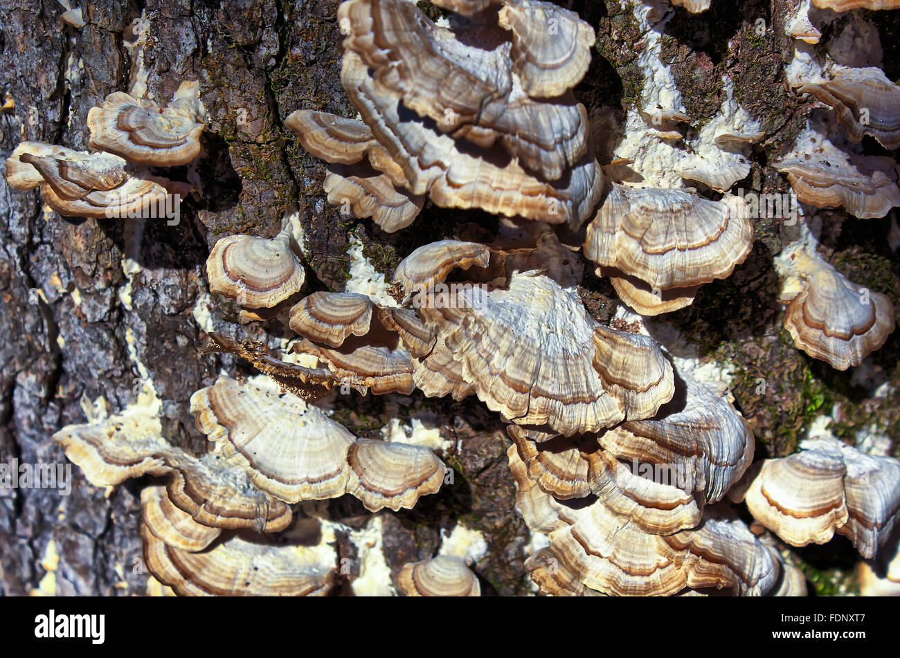 Les champignons poussant sur le côté d'un arbre Banque D'Images