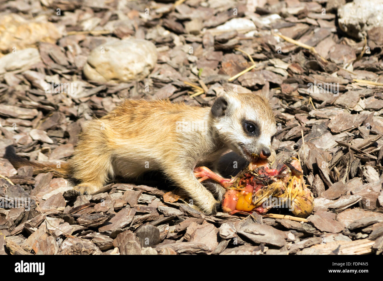 Baby meerkat (Suricata suricatta) manger un poussin Banque D'Images