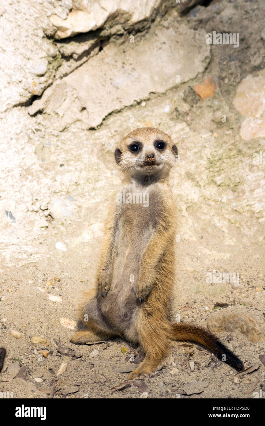 Baby meerkat (Suricata suricatta) Banque D'Images