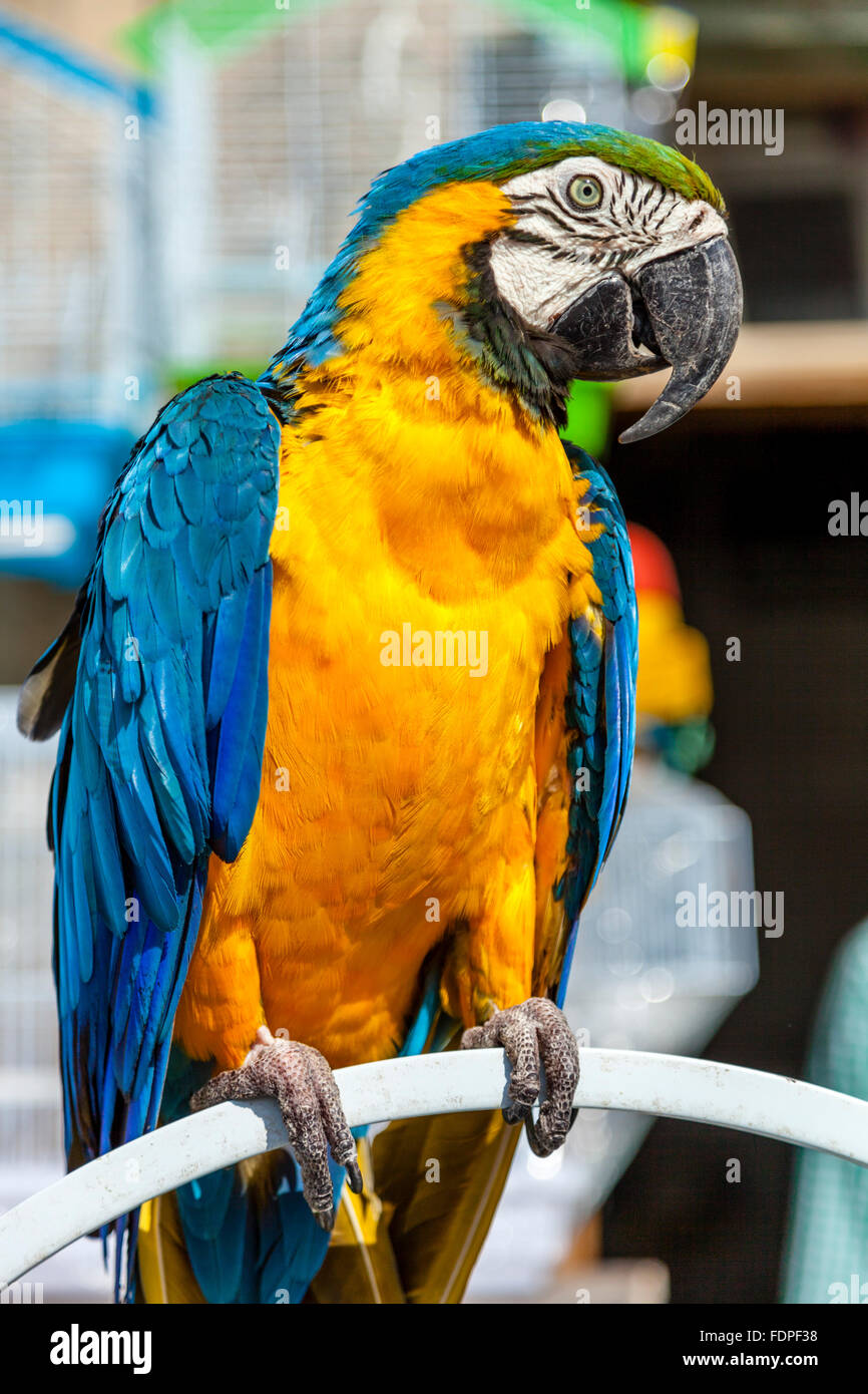 Les oiseaux exotiques aux couleurs vives pour la vente au marché des oiseaux dans Souk Waqif, Doha, Qatar Banque D'Images