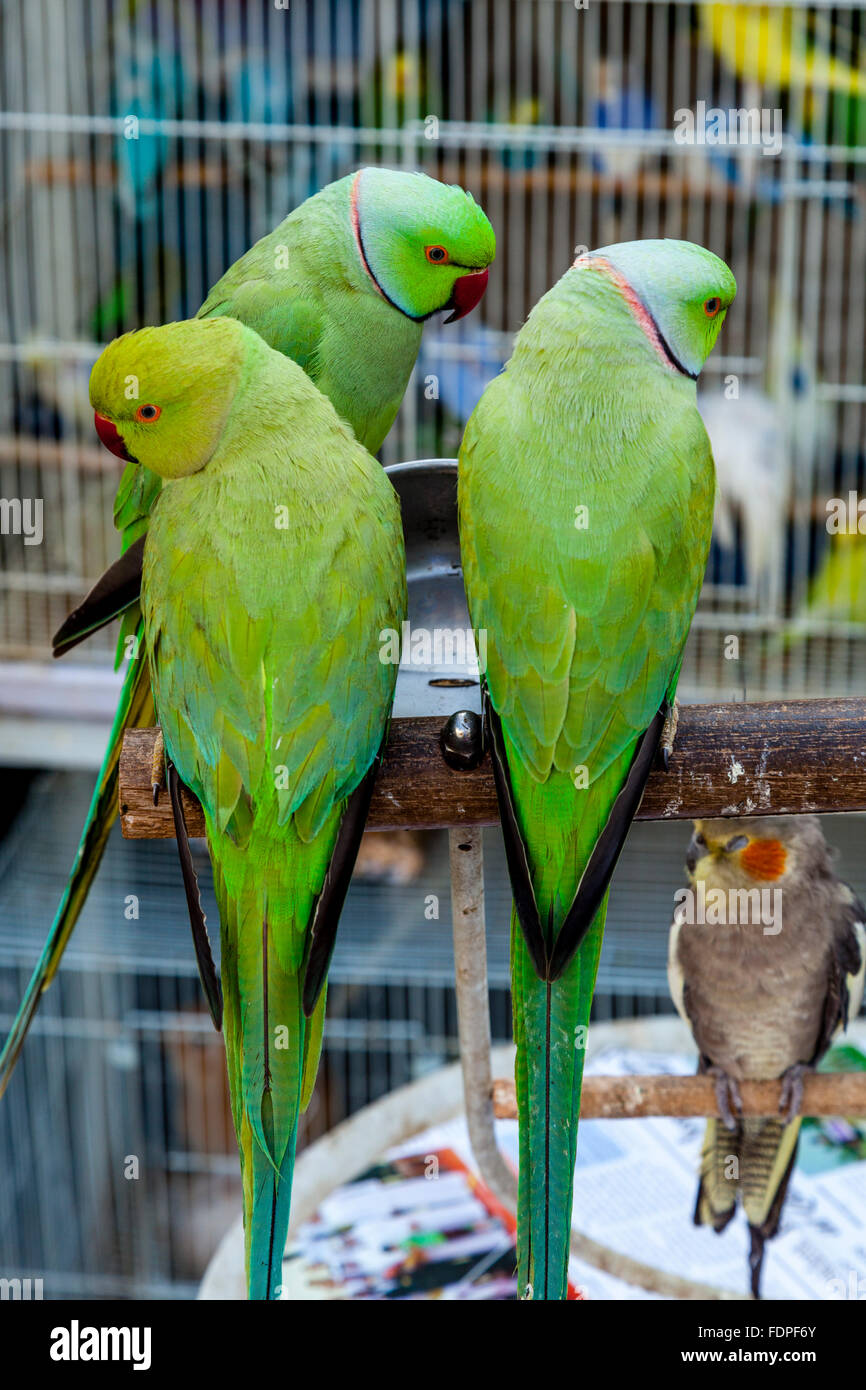 Les oiseaux exotiques aux couleurs vives pour la vente au marché des oiseaux dans Souk Waqif, Doha, Qatar Banque D'Images
