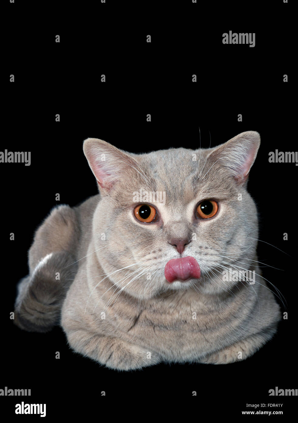 Chat British Shorthair Taunting isolé sur fond noir Banque D'Images