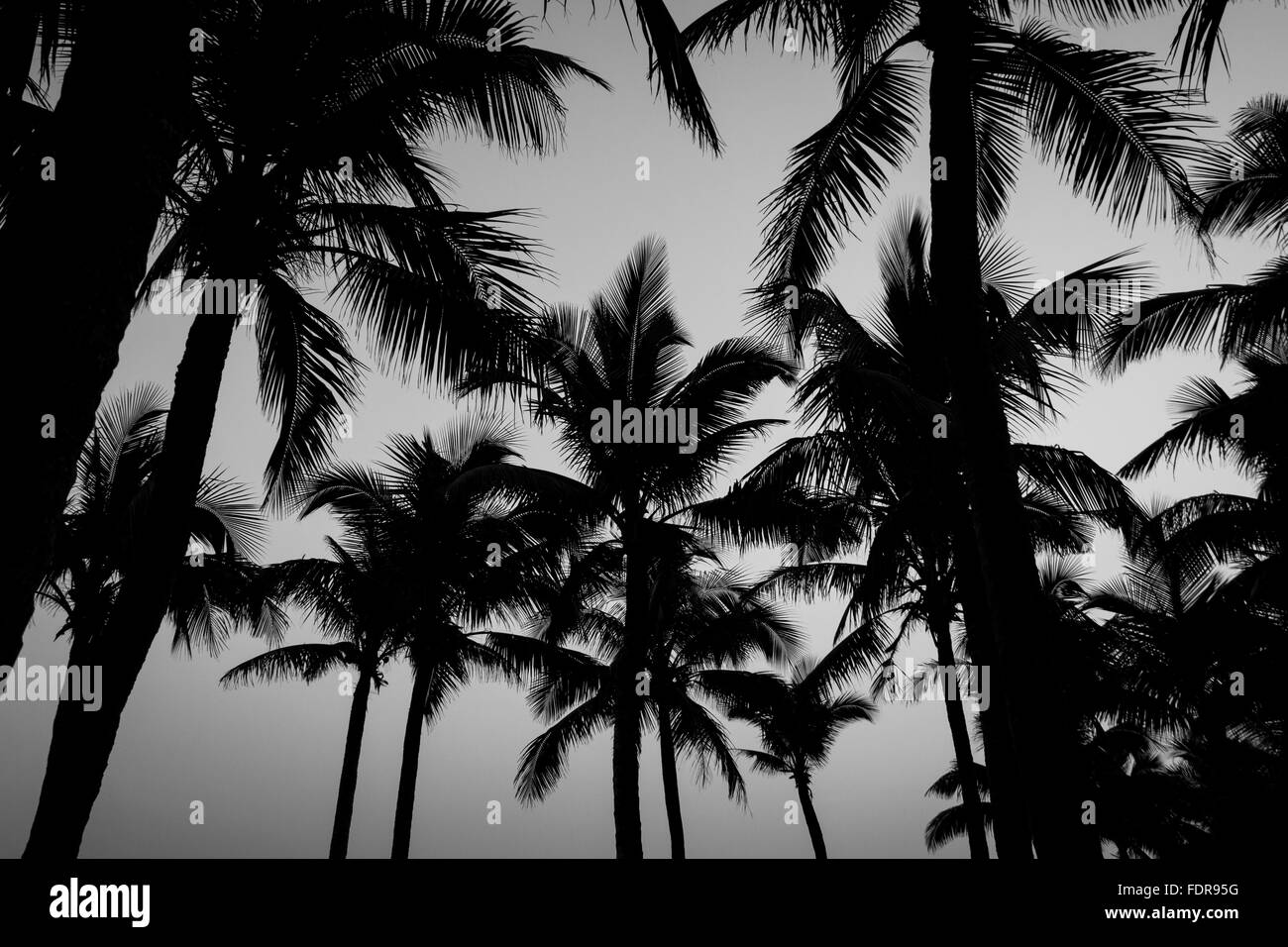 Hainan Chine Beaux Cocotiers Sur La Plage En Noir Et Blanc Photo Stock Alamy