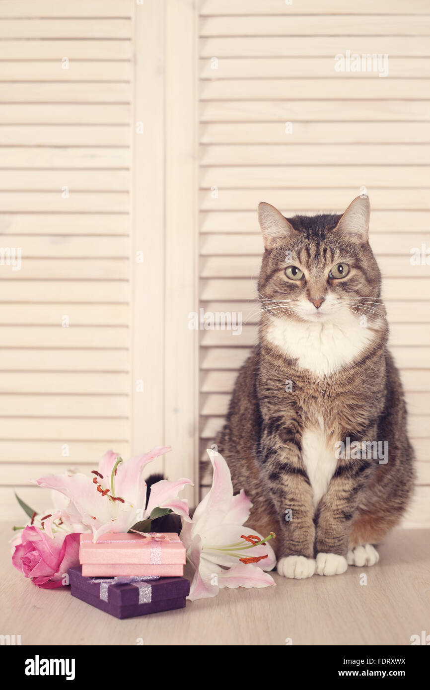 Cute cat rayé marron avec des cadeaux de vacances et flowerson fond de bois Banque D'Images