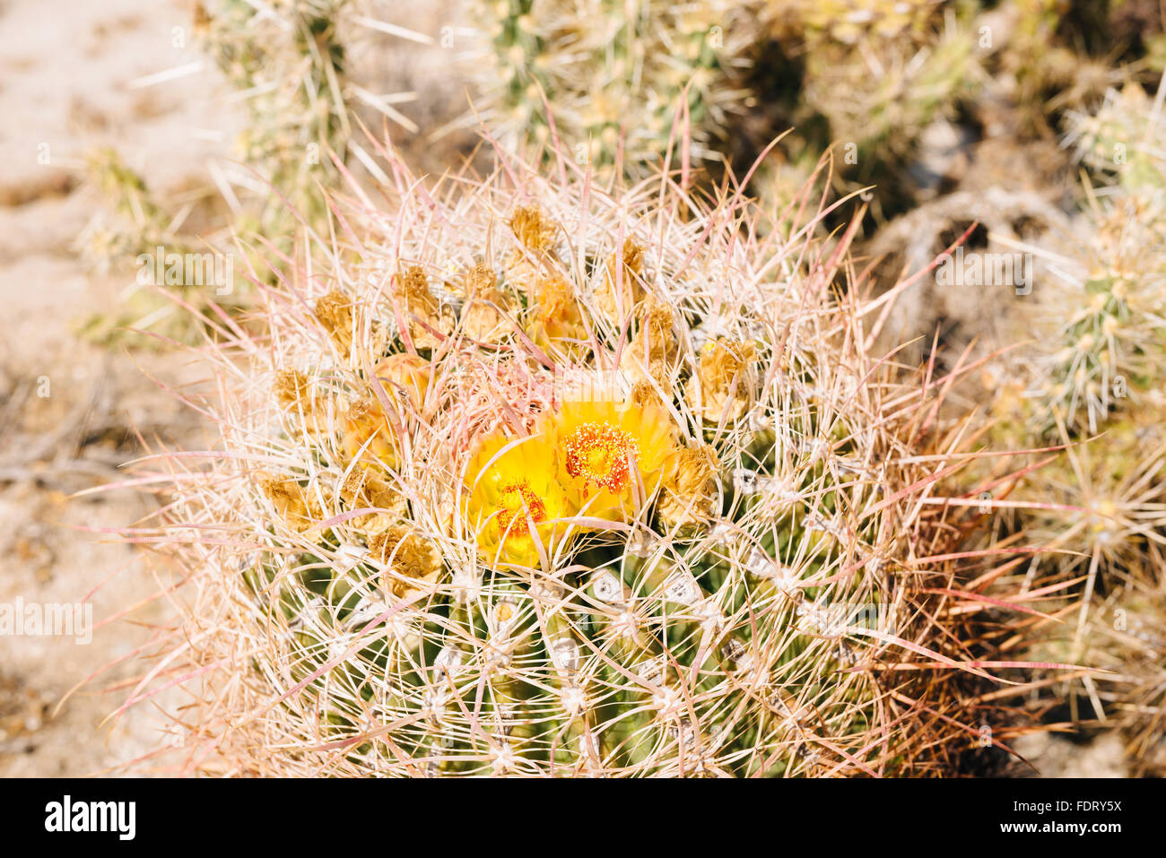 Le baril en cactus Anza-Borrego Desert State Park, Californie Banque D'Images
