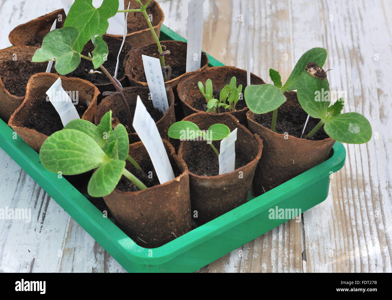 Des semis de légumes en pots biodégradables Banque D'Images