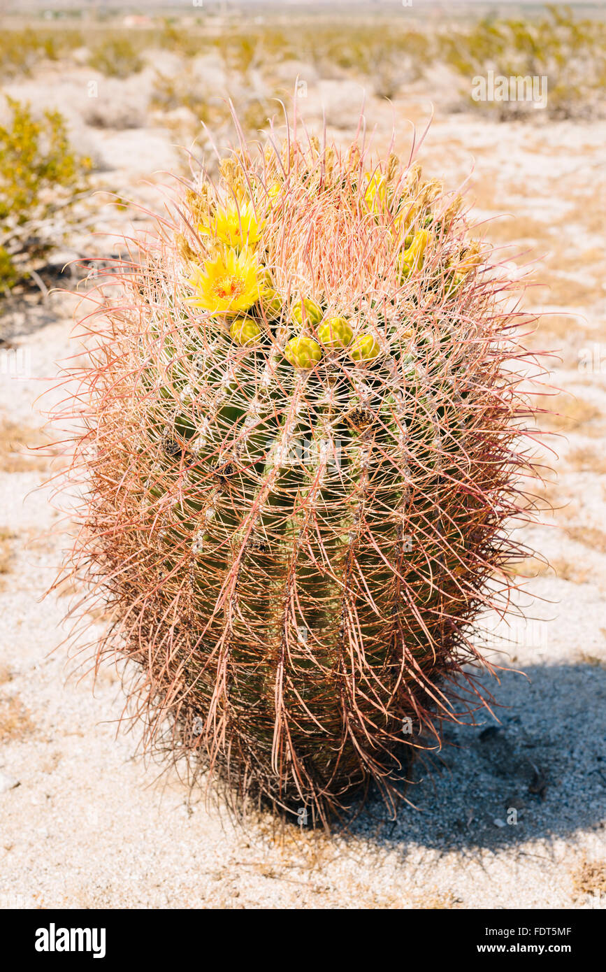 Le baril en cactus Anza-Borrego Desert State Park, Californie Banque D'Images