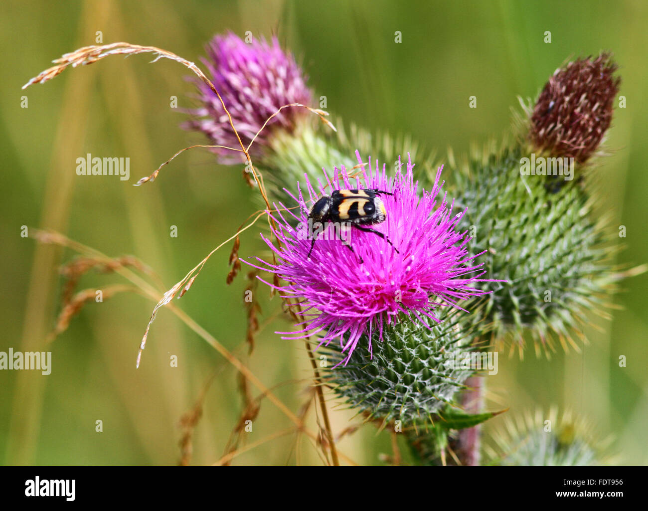 Coléoptère eurasien sur la fleur de chardon Banque D'Images