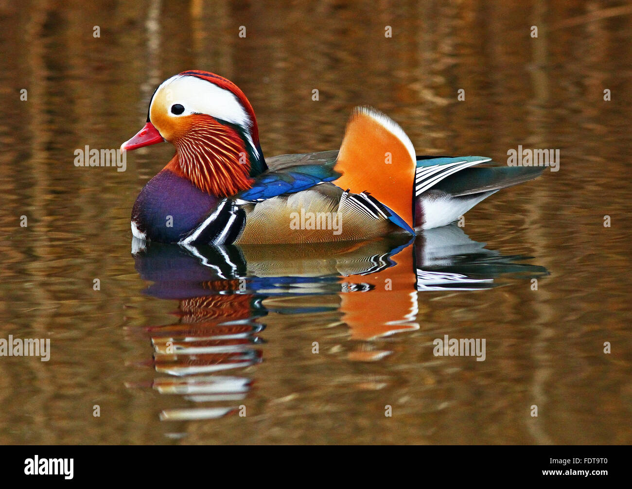 Canard mandarin mâle dans le plumage de reproduction, côté natation sur Banque D'Images