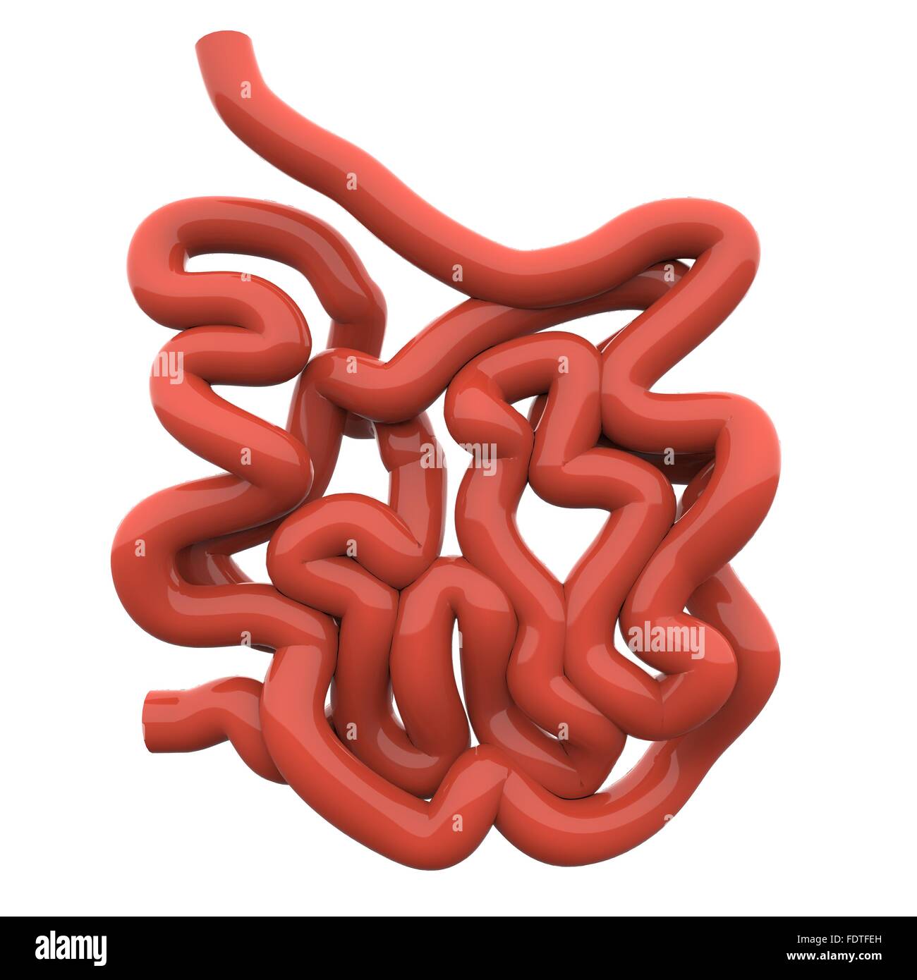 Système digestif humain Anatomie de l'intestin grêle Banque D'Images