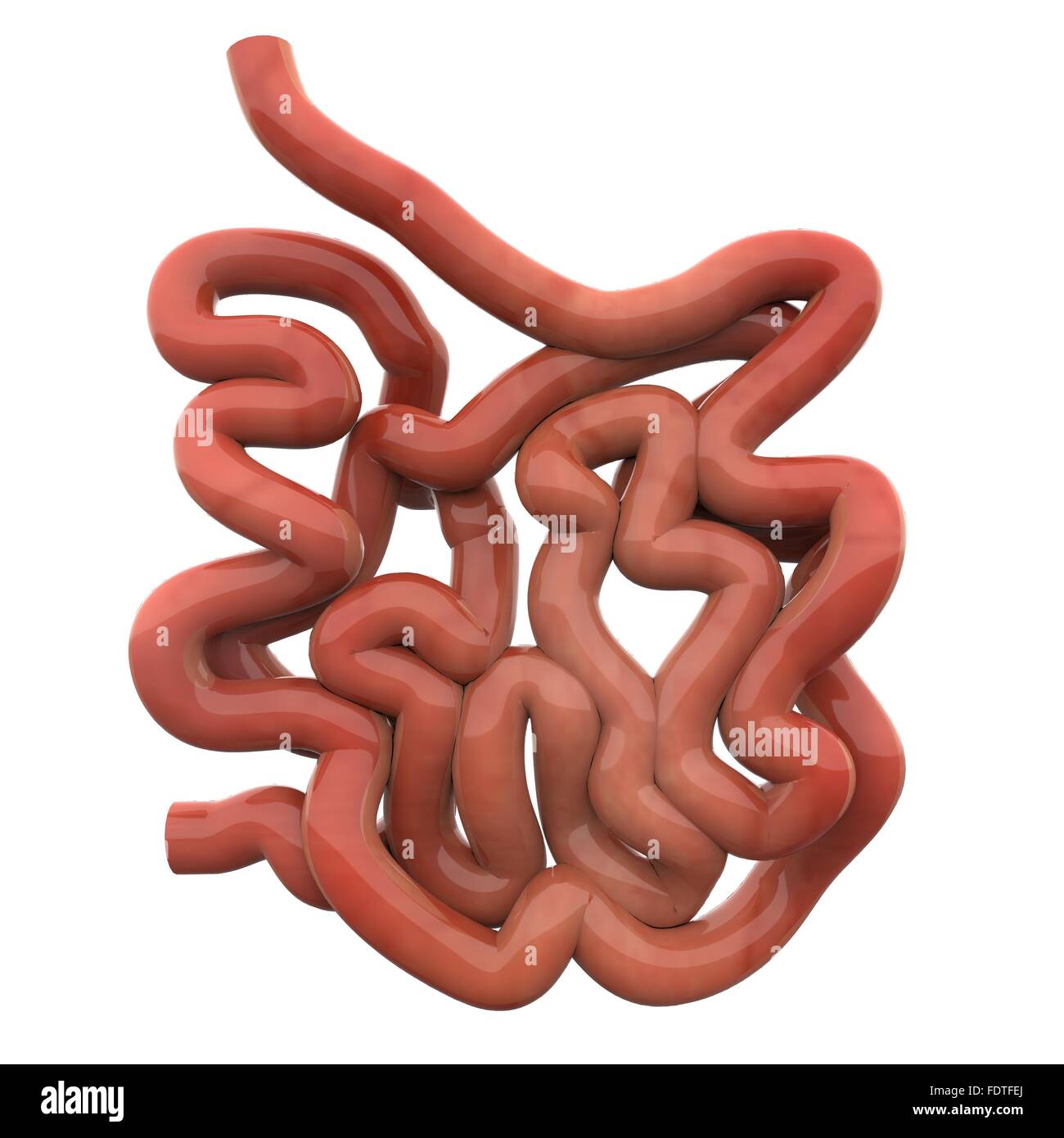 Système digestif humain Anatomie de l'intestin grêle Banque D'Images