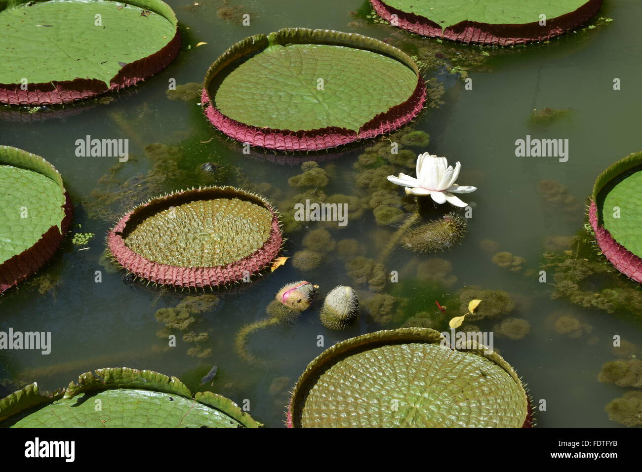 Close up of white lotus fleur dans un étang avec des nénuphars dans les jardins botaniques de Singapour Banque D'Images