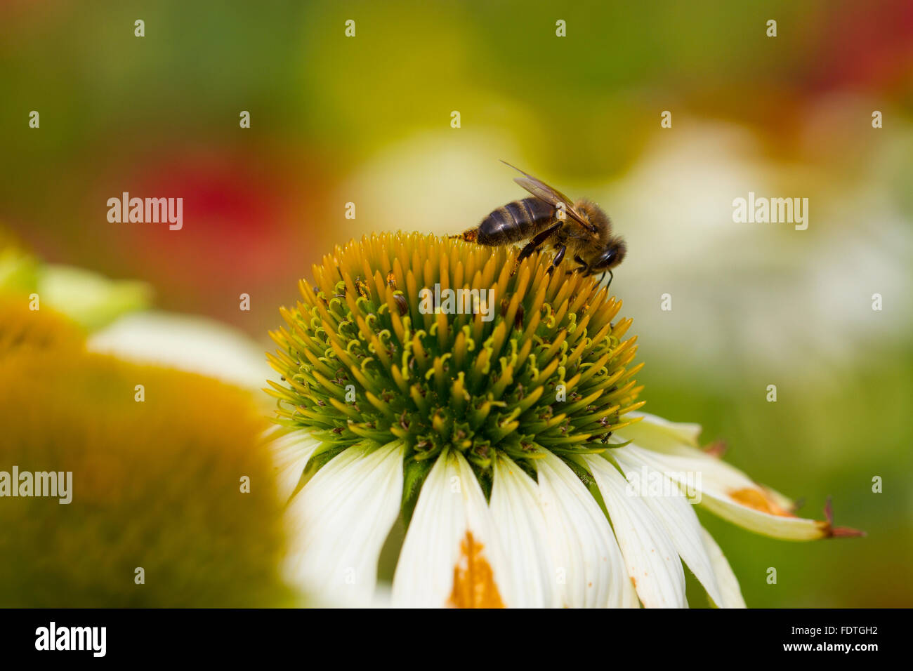 'Abeille à miel (Apis mellifera) qui se nourrit d'une Échinacée (Echinacea sp.) dans un jardin. Carmarthenshire, Pays de Galles. En août. Banque D'Images