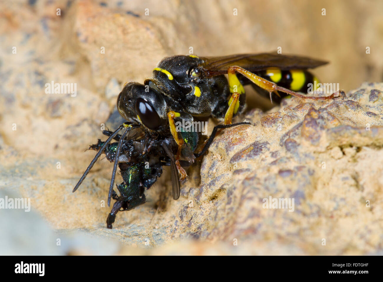 Domaine digger wasp (Mellinus arvensis) femelle adulte mange une mouche. Powys, Pays de Galles, septembre. Banque D'Images
