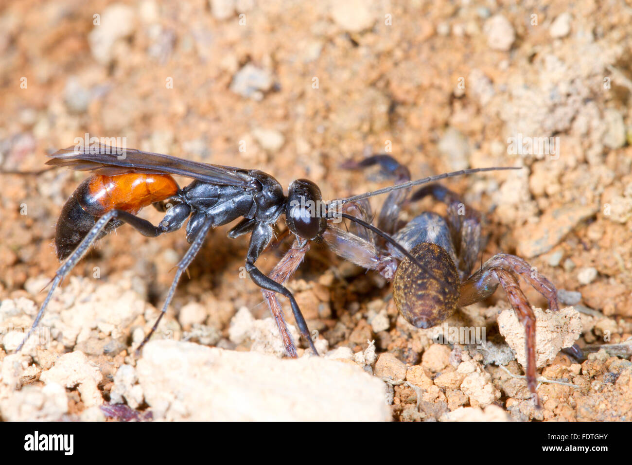 Chasse à l'Araignée Priocnemis schioedtei (WASP) femelle adulte avec paralysé des proies. L'araignée Powys, Pays de Galles. Septembre. Banque D'Images