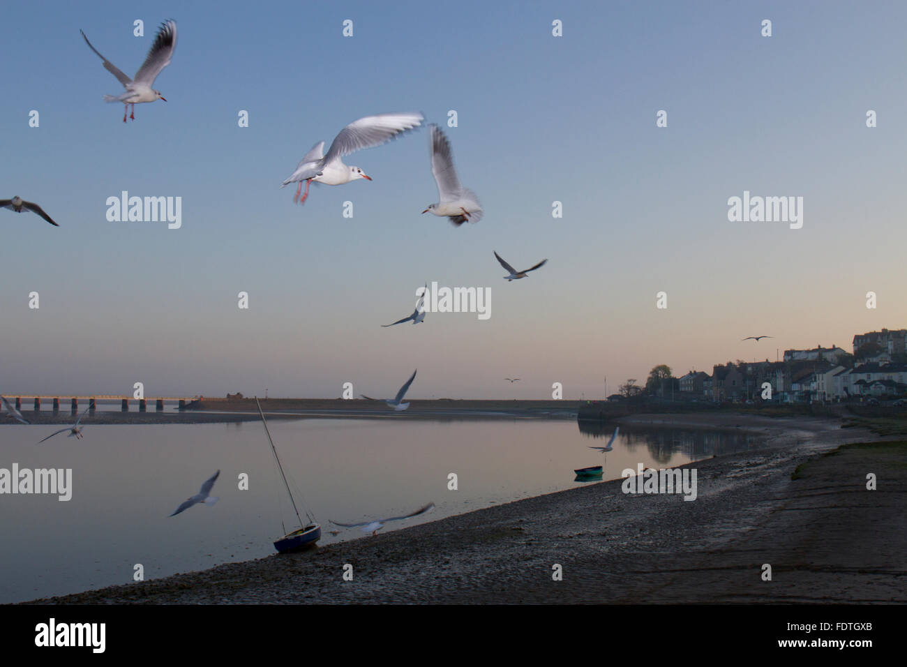 Les goélands à tête noire (Chroicocephalus ridibundus) adultes non reproducteurs, plumage, en vol avec le viaduc de Kent dans l'arrière-plan. Banque D'Images