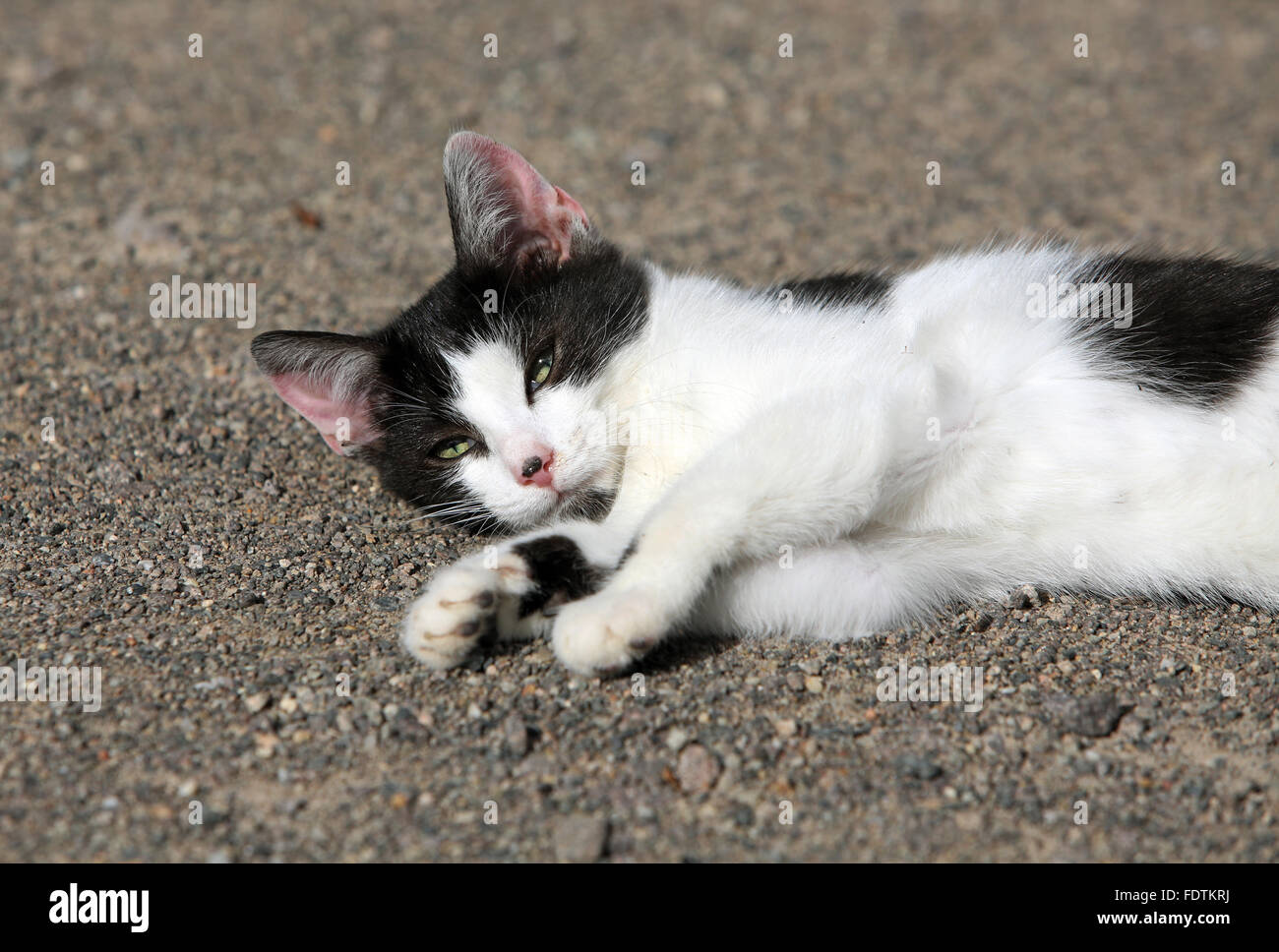 Graditz, Allemagne, cat se trouve sur le sol et se repose Banque D'Images